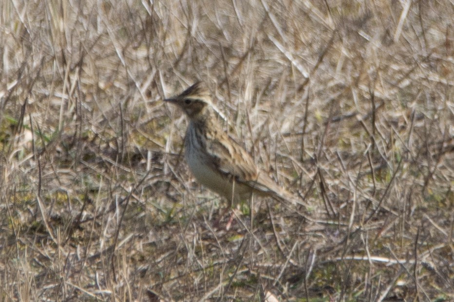 Wood Lark - Leo Wilhelm