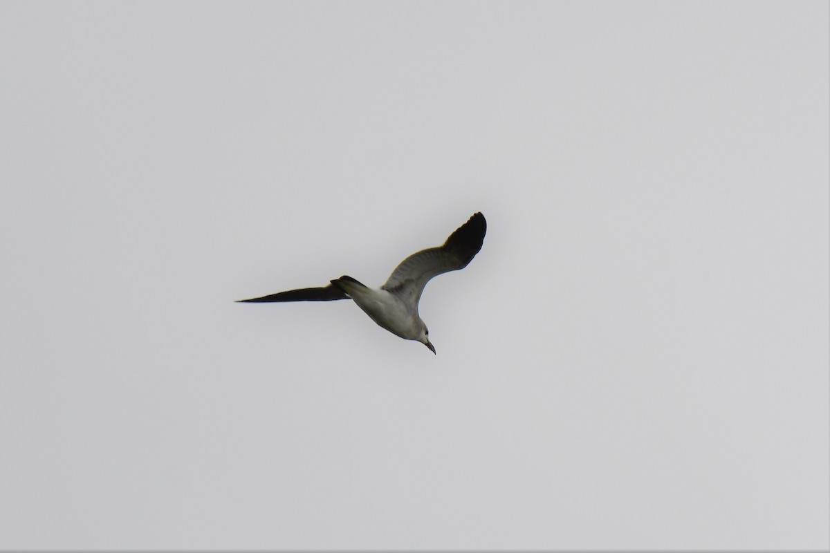 Mouette atricille - ML311117981