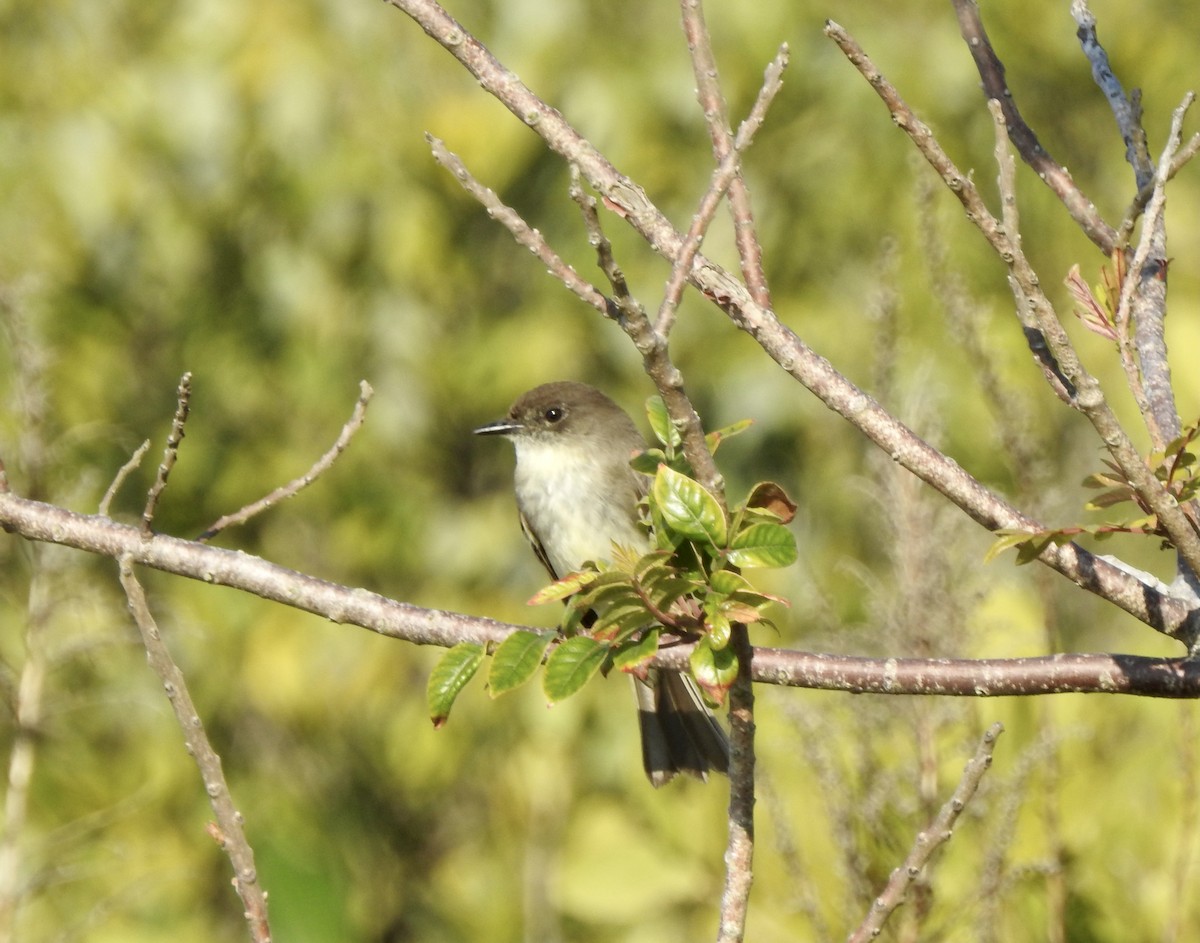 Eastern Phoebe - ML311118621