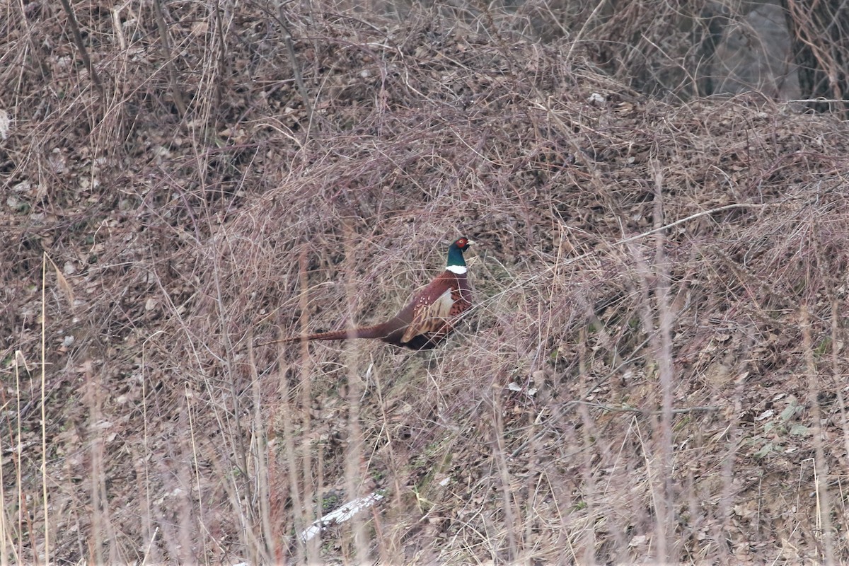 Ring-necked Pheasant - ML311119081