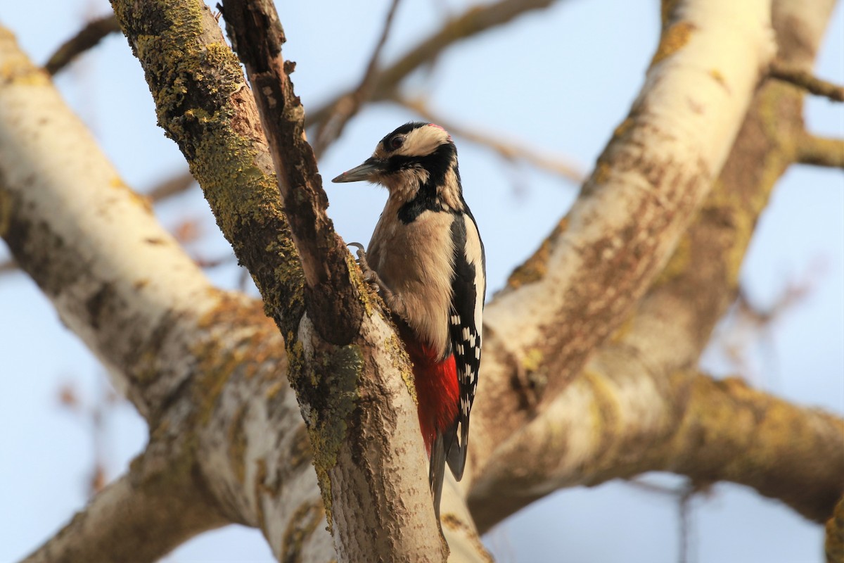 Great Spotted Woodpecker - ML311119441