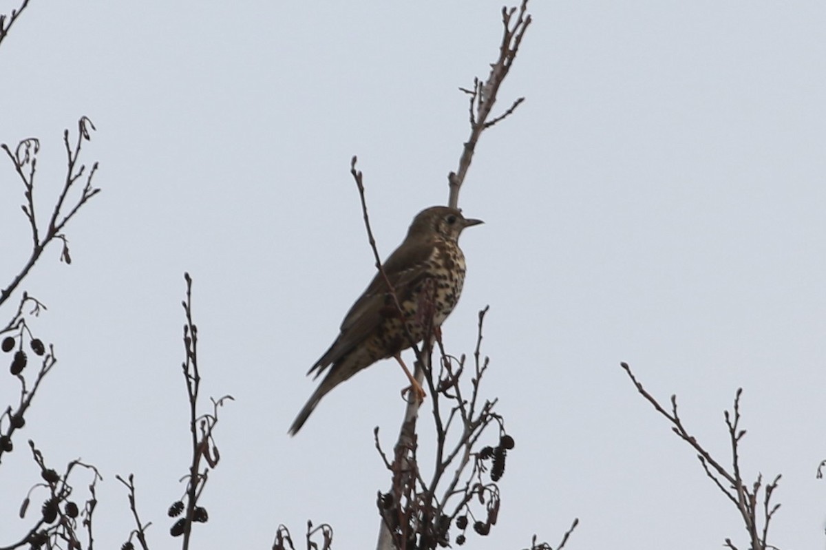 Mistle Thrush - ML311119651