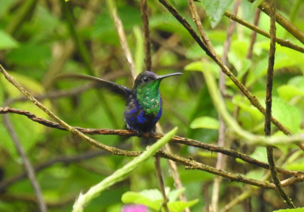 Crowned Woodnymph - ML311121181