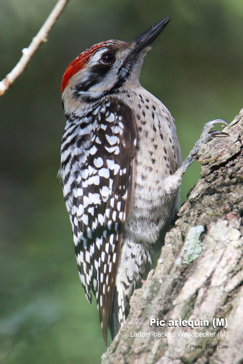 Ladder-backed Woodpecker - ML311122321