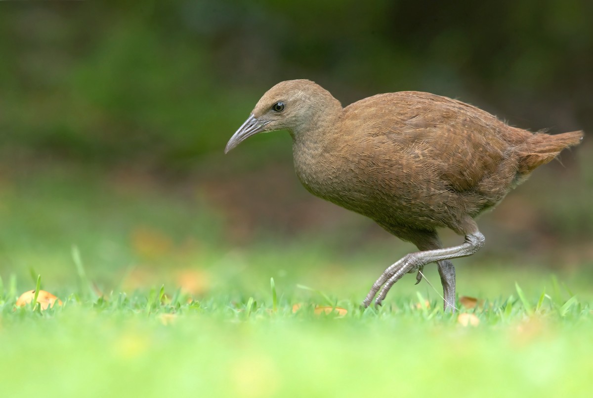 Lord Howe Rail - David Irving