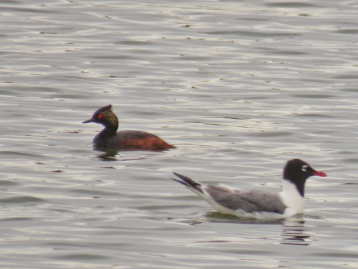 Eared Grebe - ML31112321