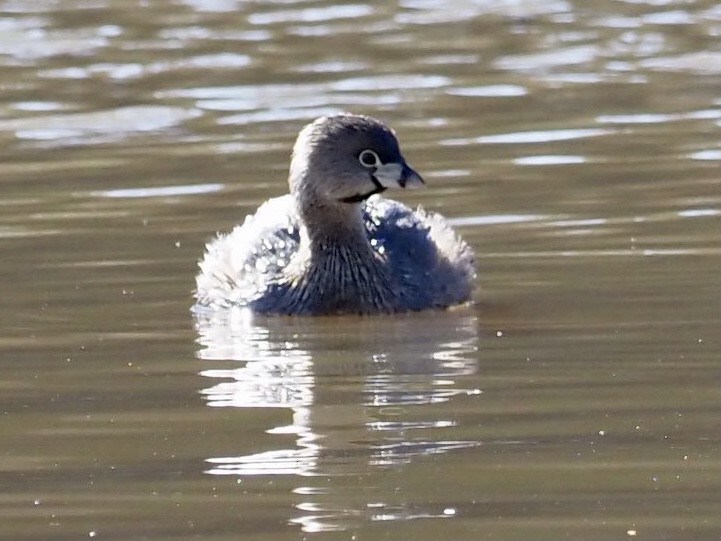 Pied-billed Grebe - ML311125211