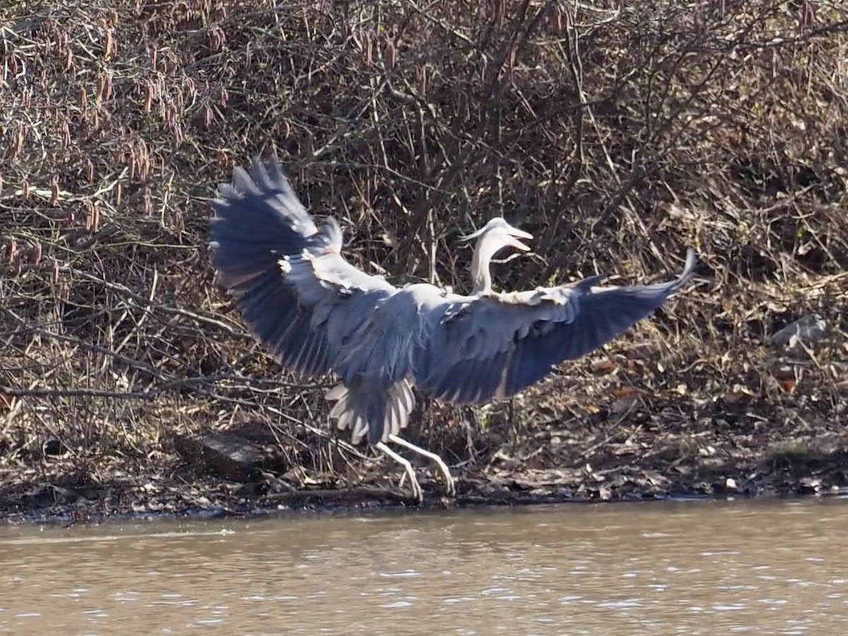Great Blue Heron - ML311125301
