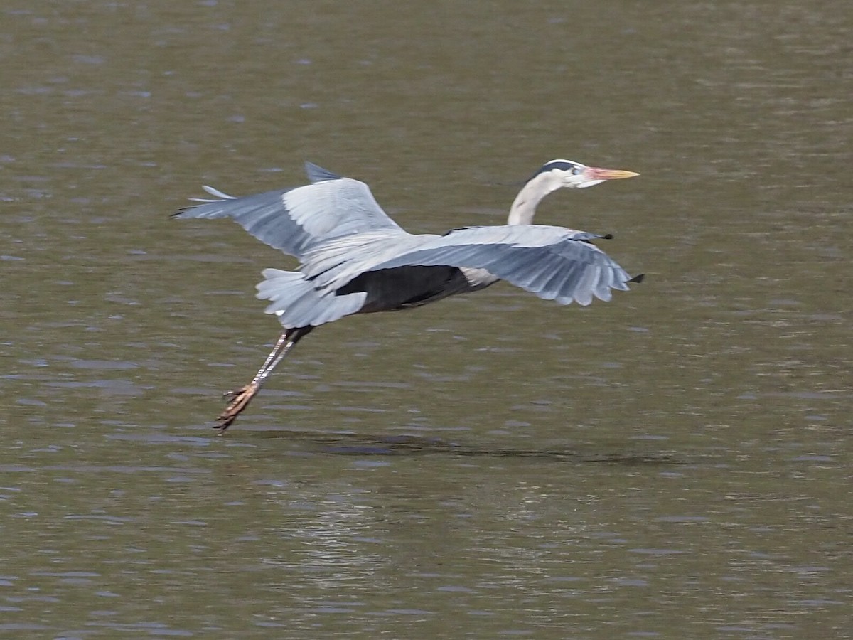 Great Blue Heron - ML311125311