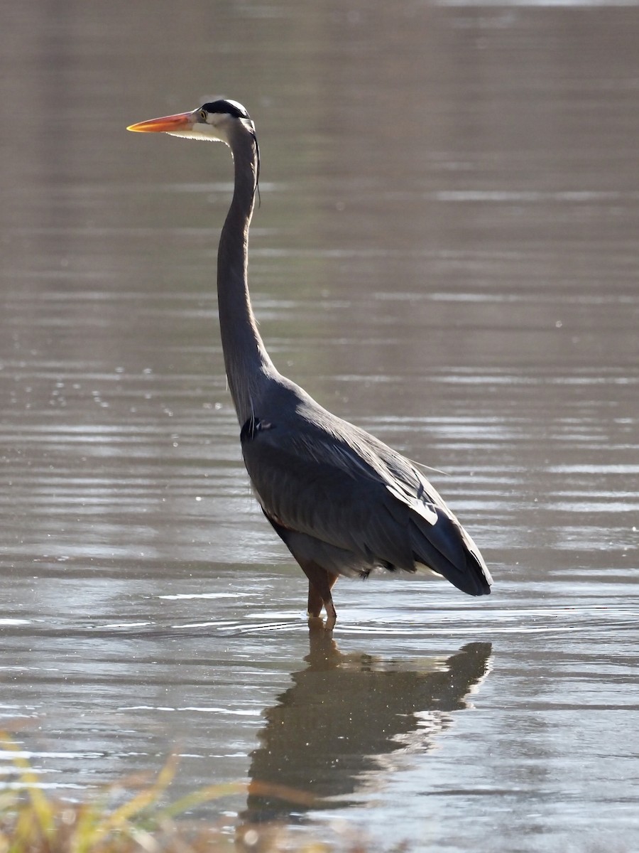 Great Blue Heron - ML311125351