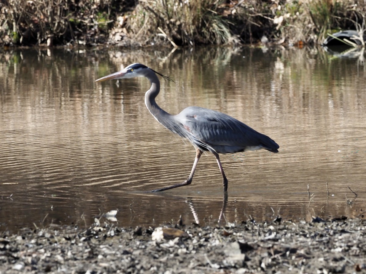 Great Blue Heron - ML311125371