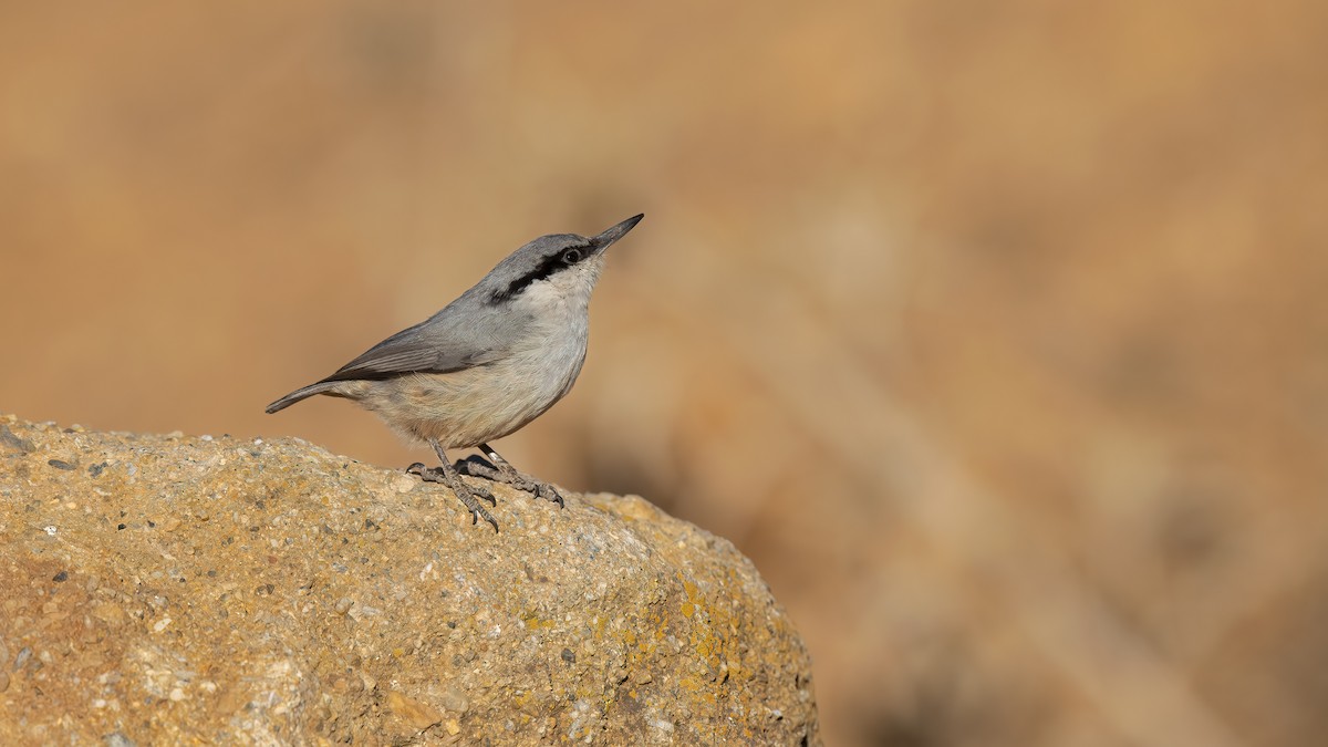 Western Rock Nuthatch - Ferit Başbuğ