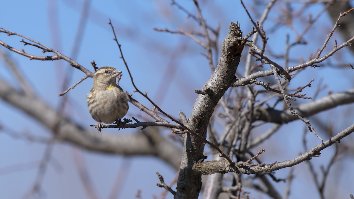 Rock Sparrow - ML311125601