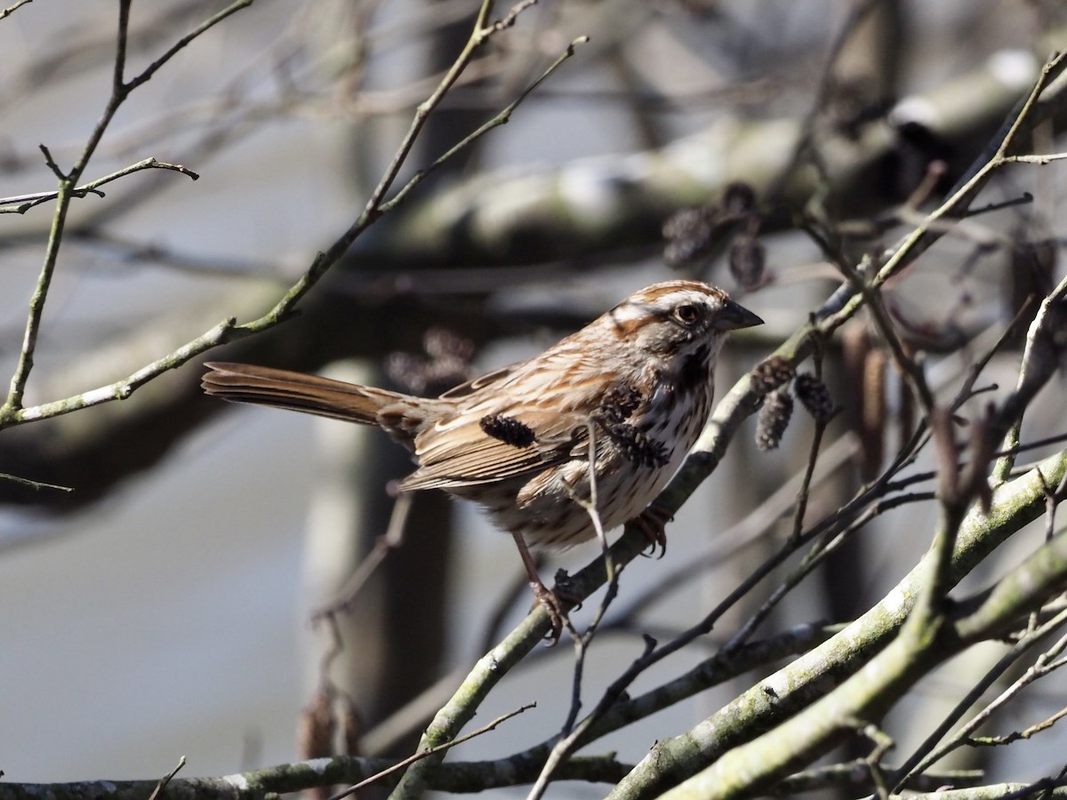 Song Sparrow - ML311125651