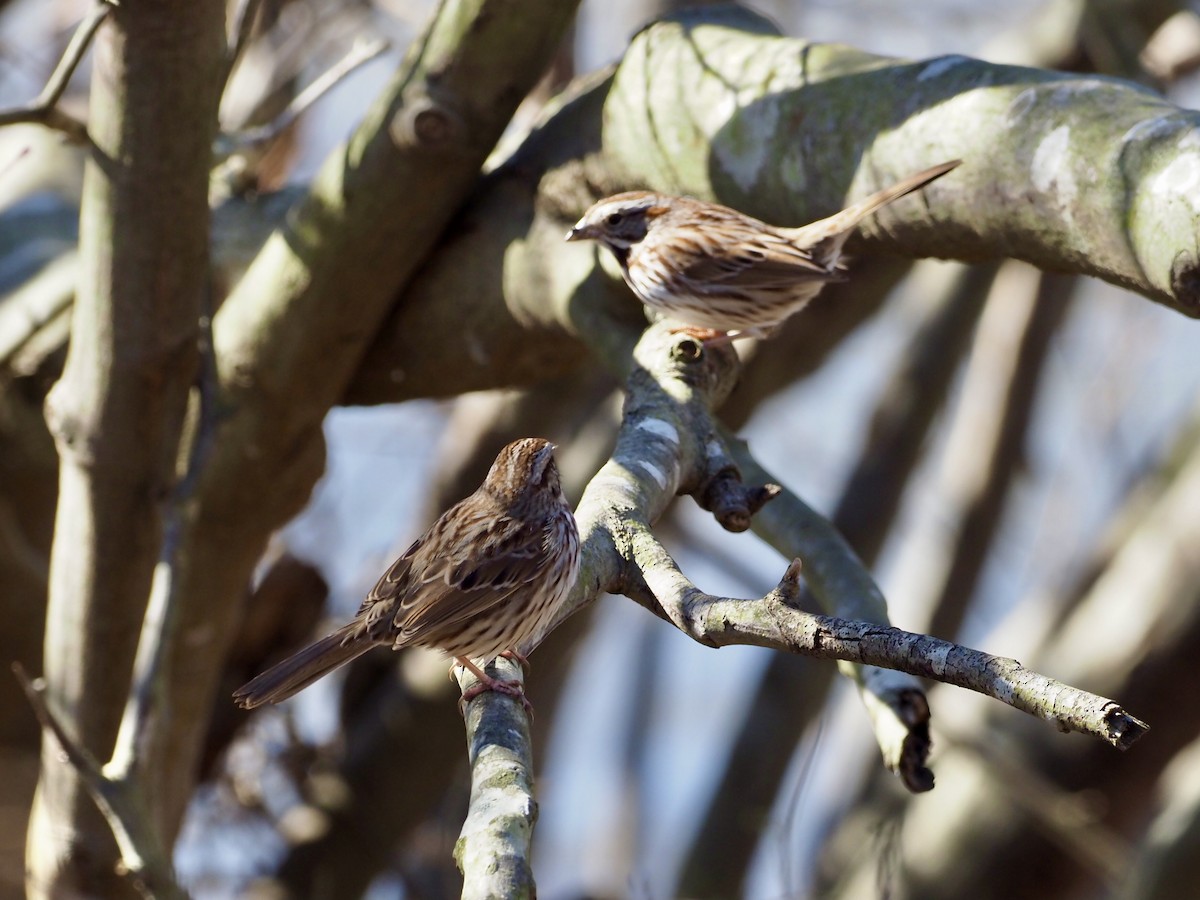 Song Sparrow - ML311125661