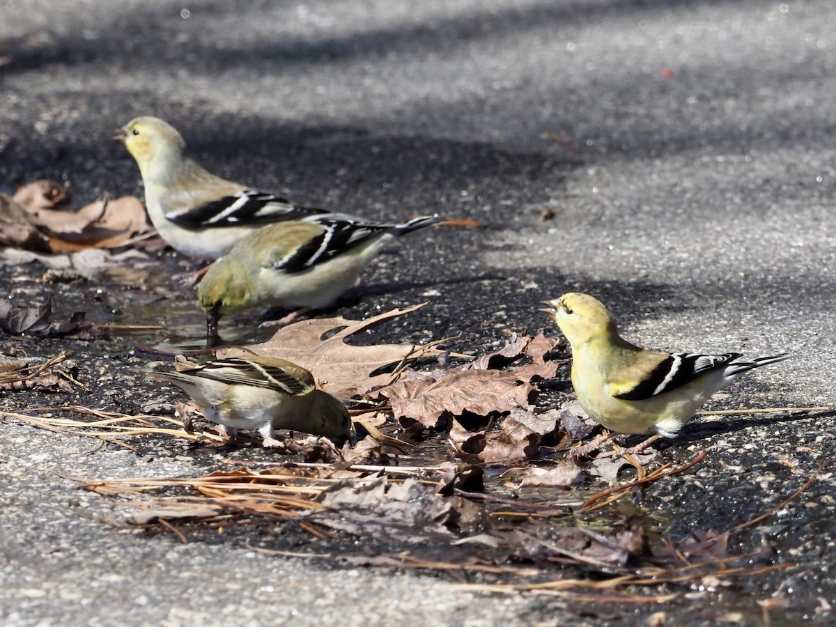 American Goldfinch - ML311125721
