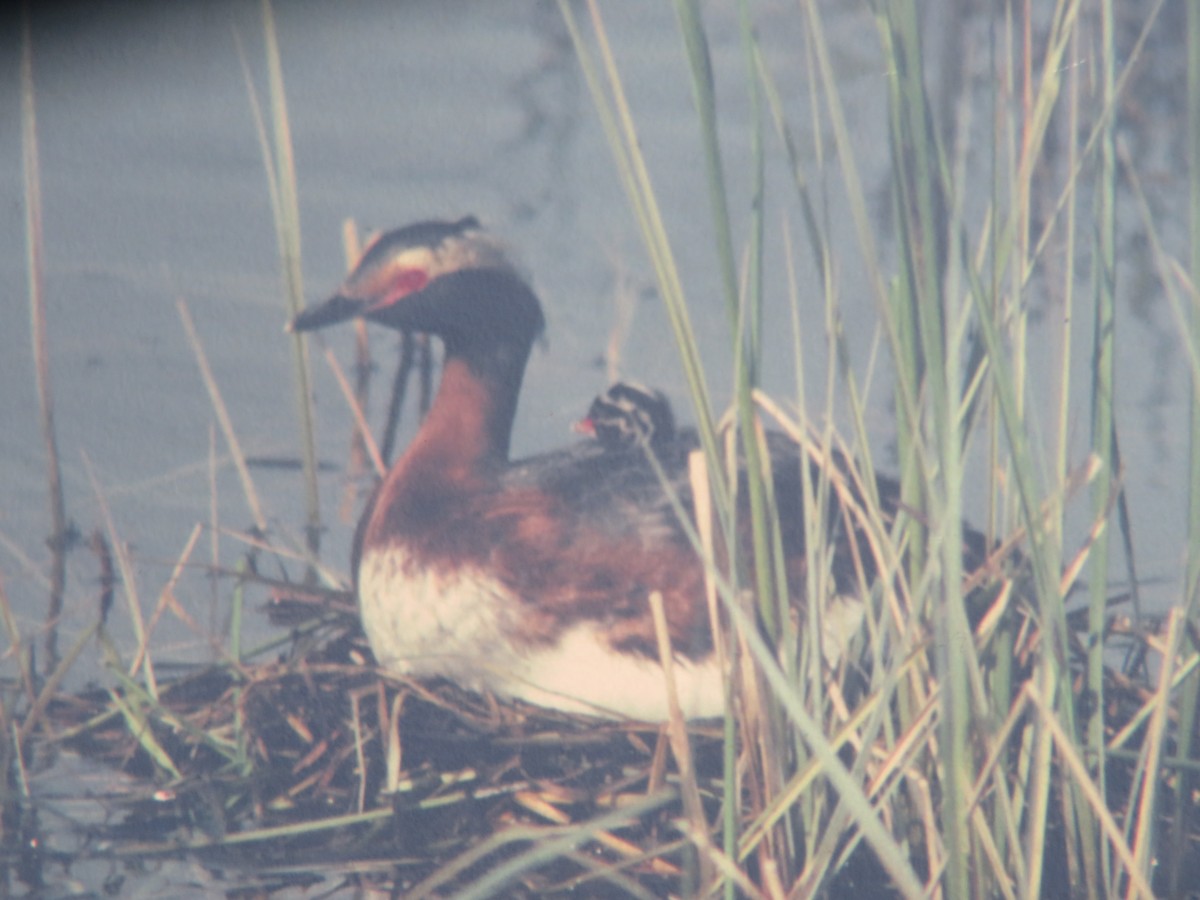 Horned Grebe - ML311125961