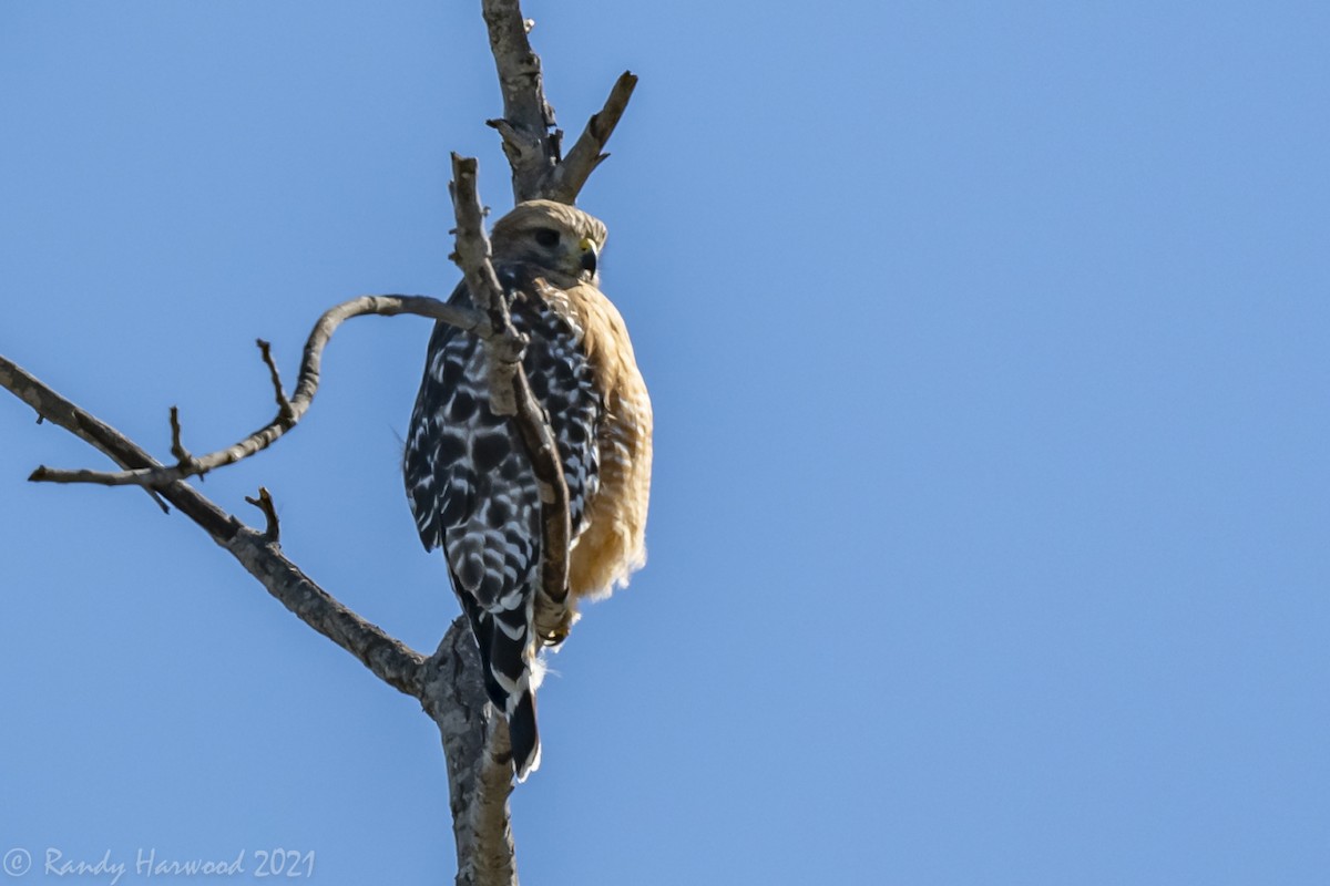 Red-shouldered Hawk - Randy Harwood