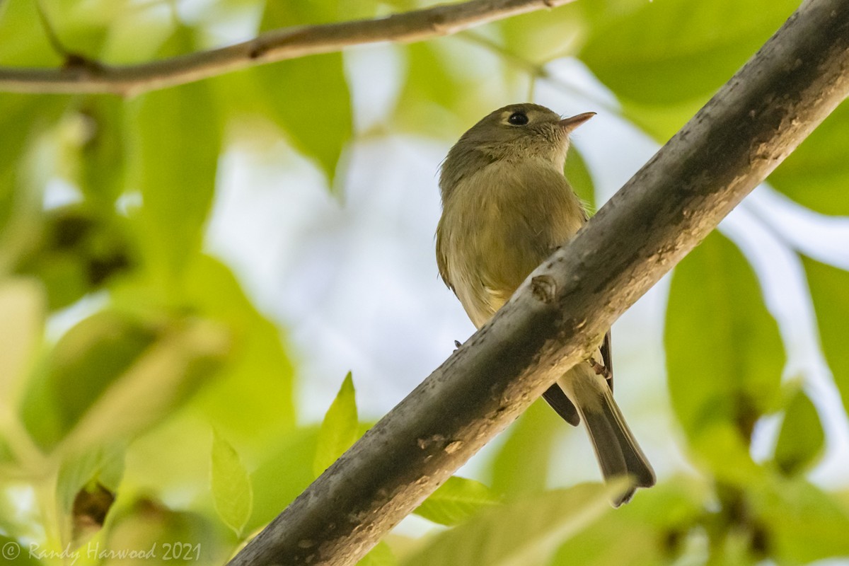 Hutton's Vireo - Randy Harwood