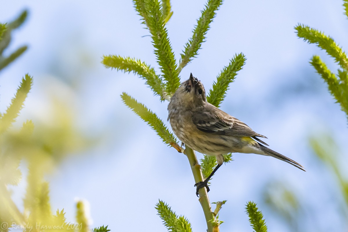 Yellow-rumped Warbler - ML311126521