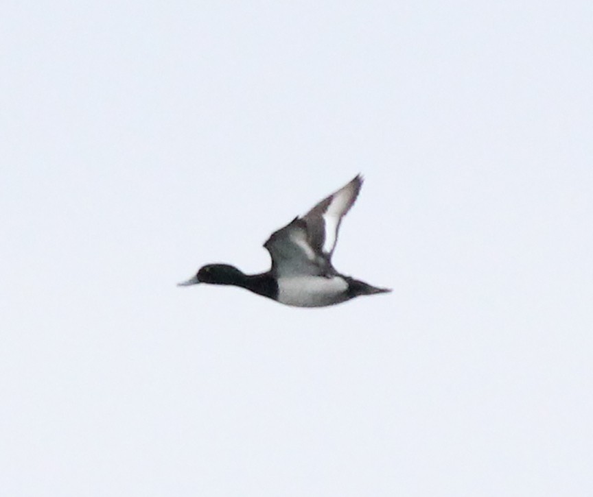Greater Scaup - ML311127551