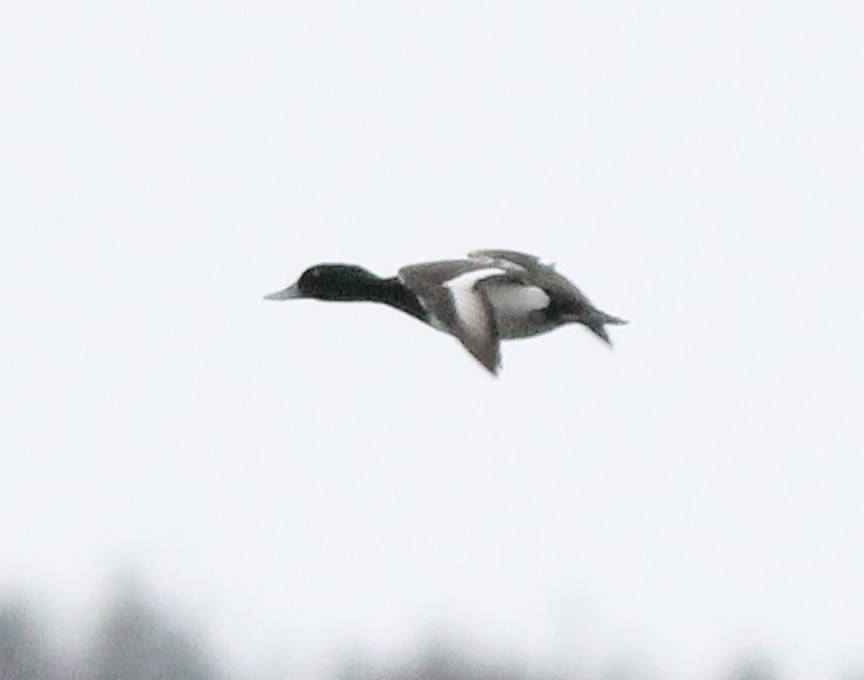 Greater Scaup - ML311127561