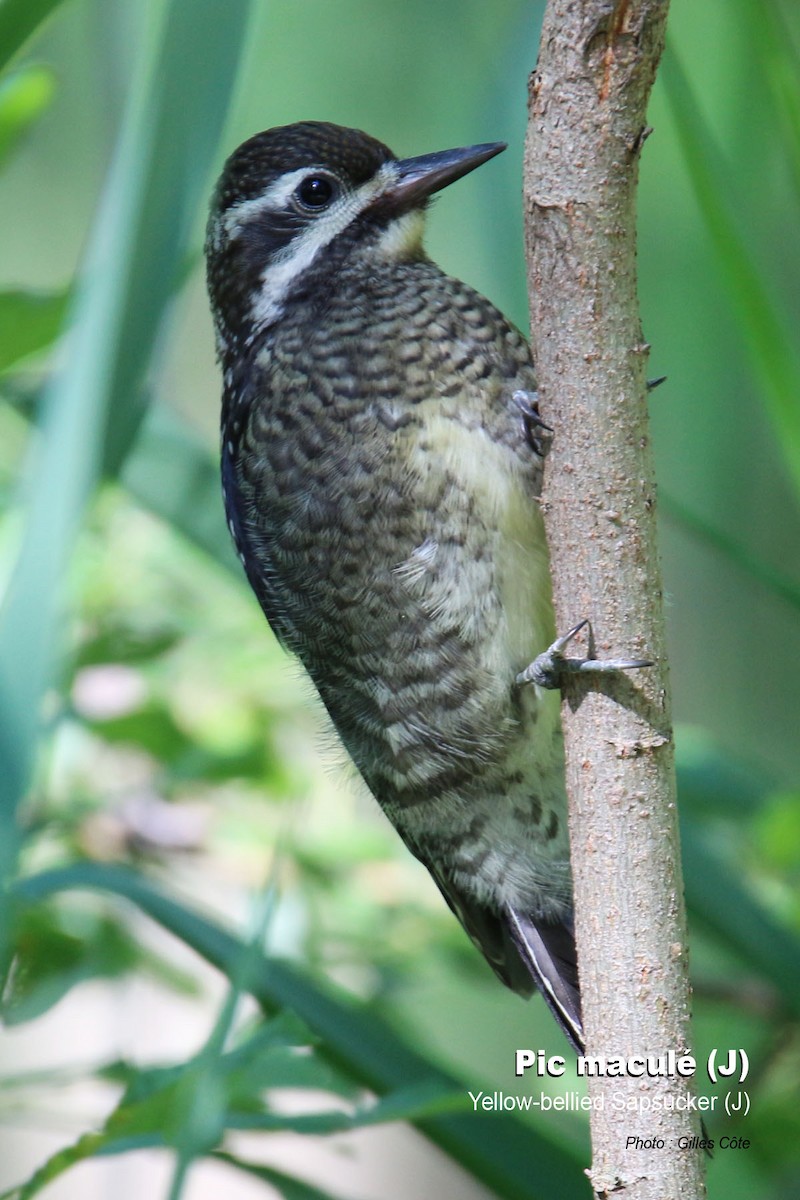 Chupasavia Norteño - ML311127841