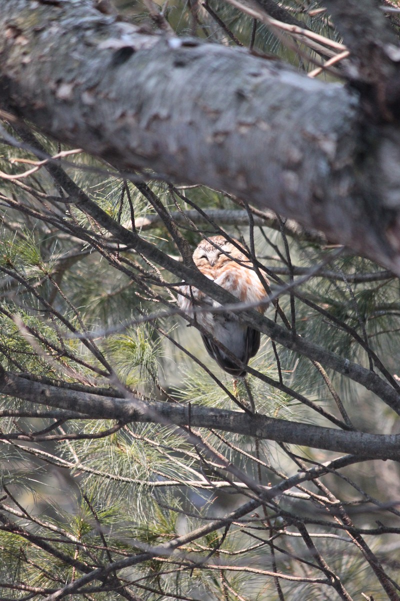 Northern Saw-whet Owl - Patrick Brewer