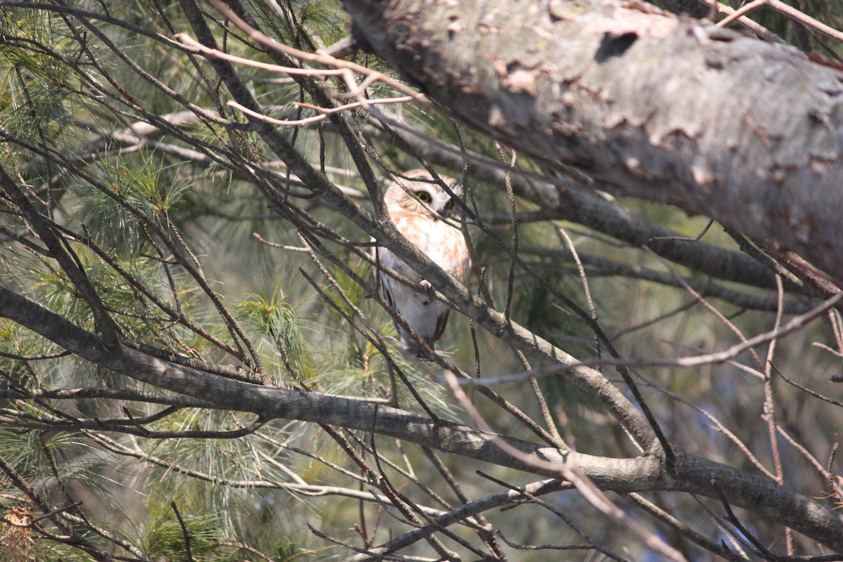 Northern Saw-whet Owl - ML311129401