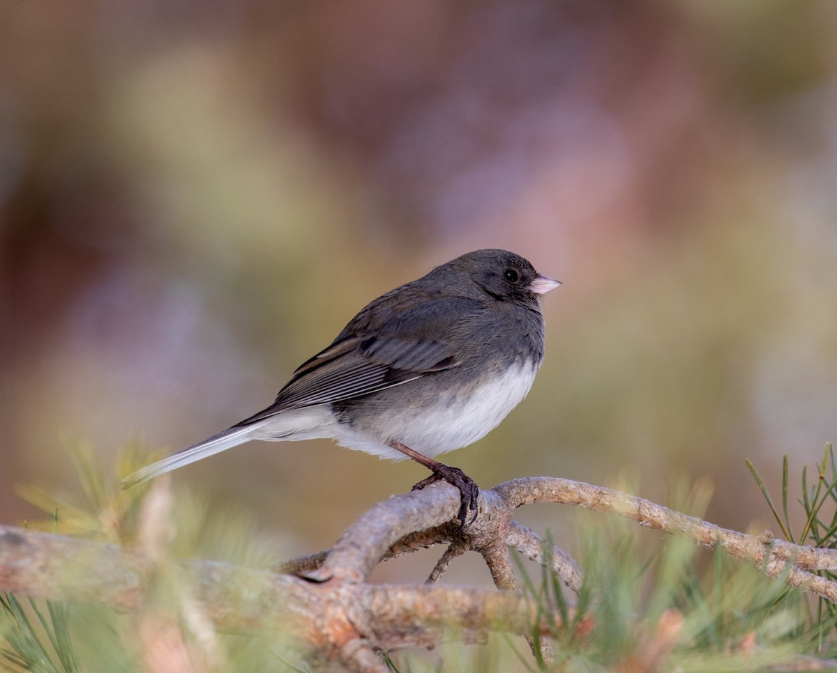 Junco ardoisé (hyemalis/carolinensis) - ML311129421