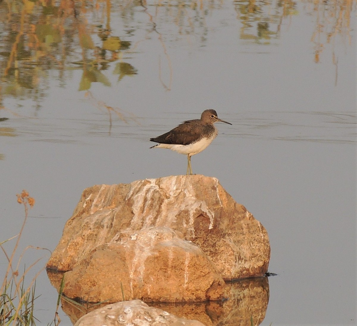 Common Sandpiper - ML311130781