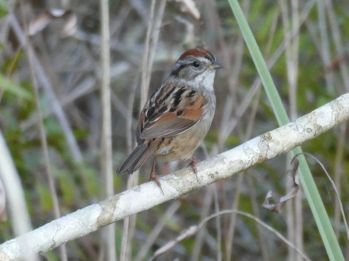 Swamp Sparrow - ML311134641