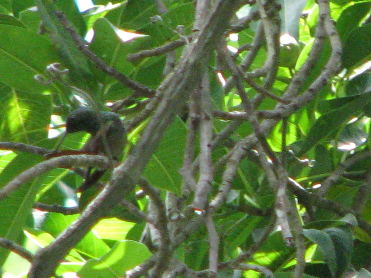 Broad-billed Hummingbird - ML31113501