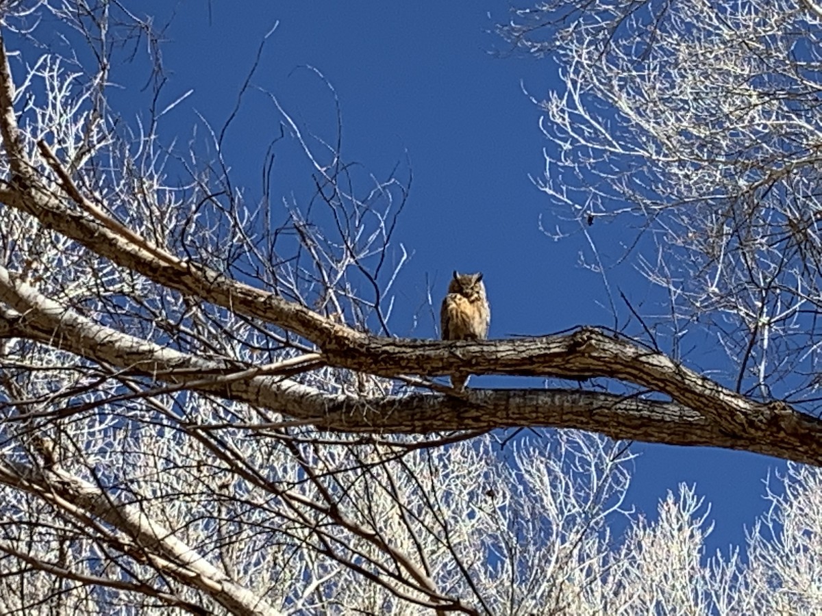 Great Horned Owl - ML311135881