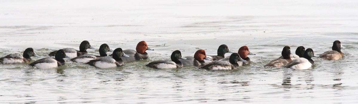 Greater Scaup - ML311136111