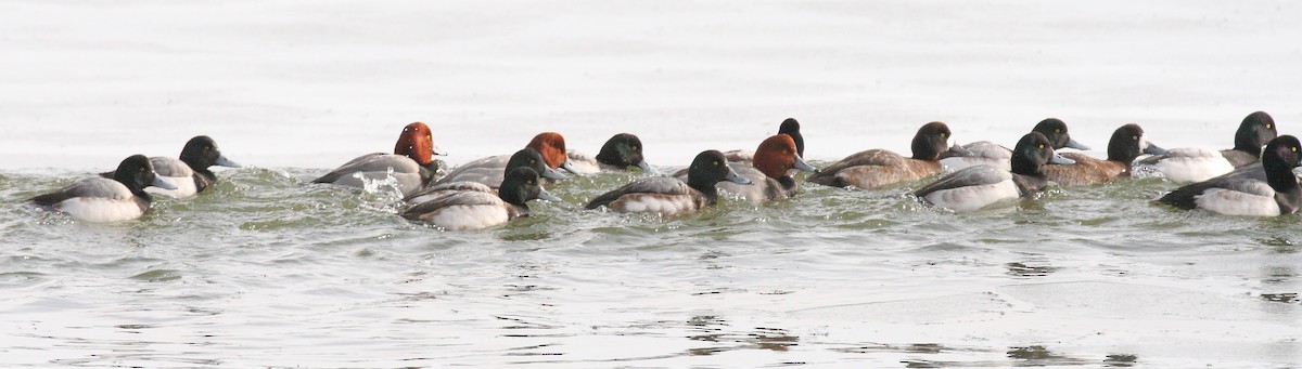 Greater Scaup - ML311136131