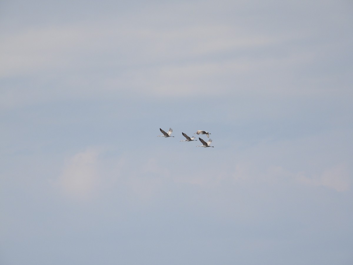 Sandhill Crane - Mikki Doerger