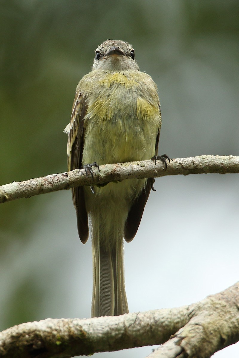 Planalto Tyrannulet - ML311138691