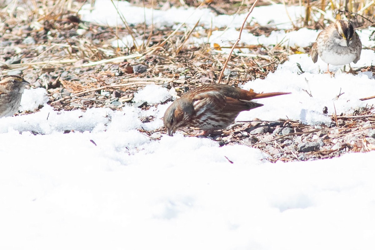 Fox Sparrow - ML311139251