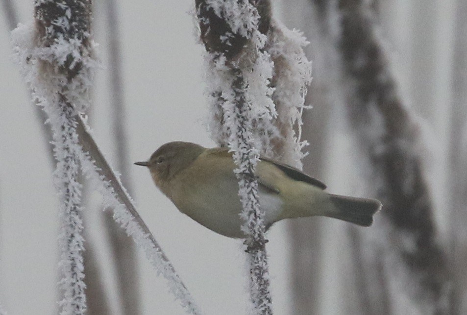 Common Chiffchaff - ML311141211