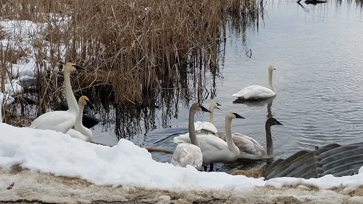 Trumpeter Swan - ML311141701