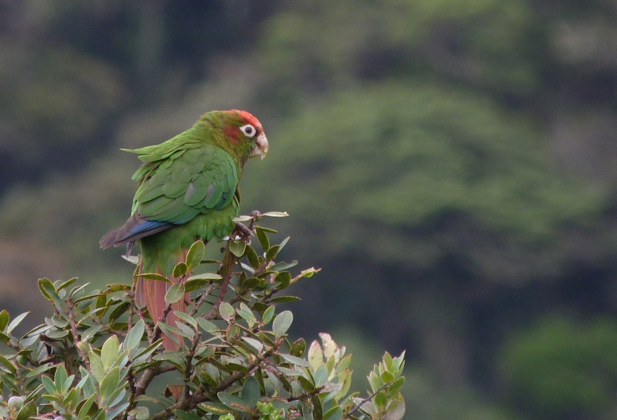 Rose-headed Parakeet - Iván Lau
