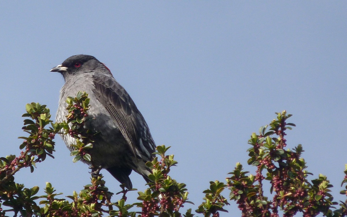 Cotinga à huppe rouge - ML31114241