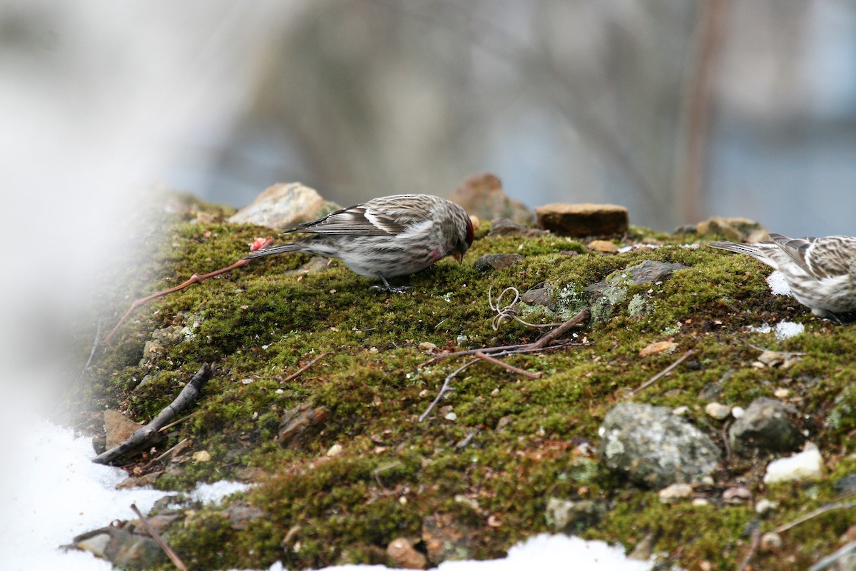 Redpoll (Common) - ML311142411