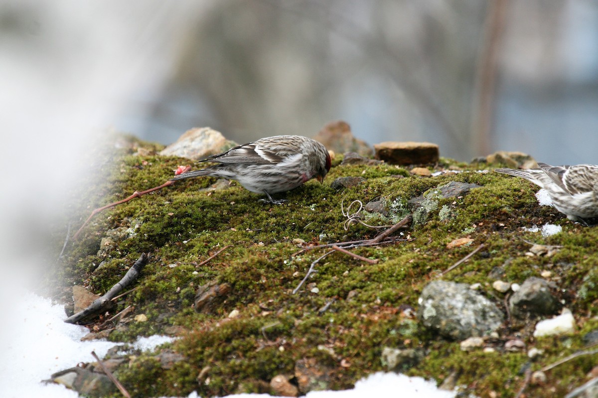 Common Redpoll - ML311142411