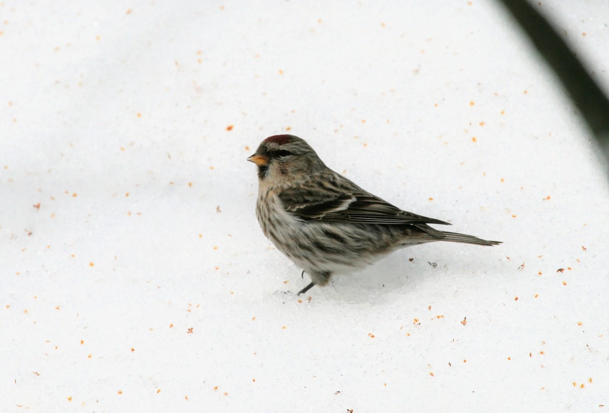 Common Redpoll - ML311142661