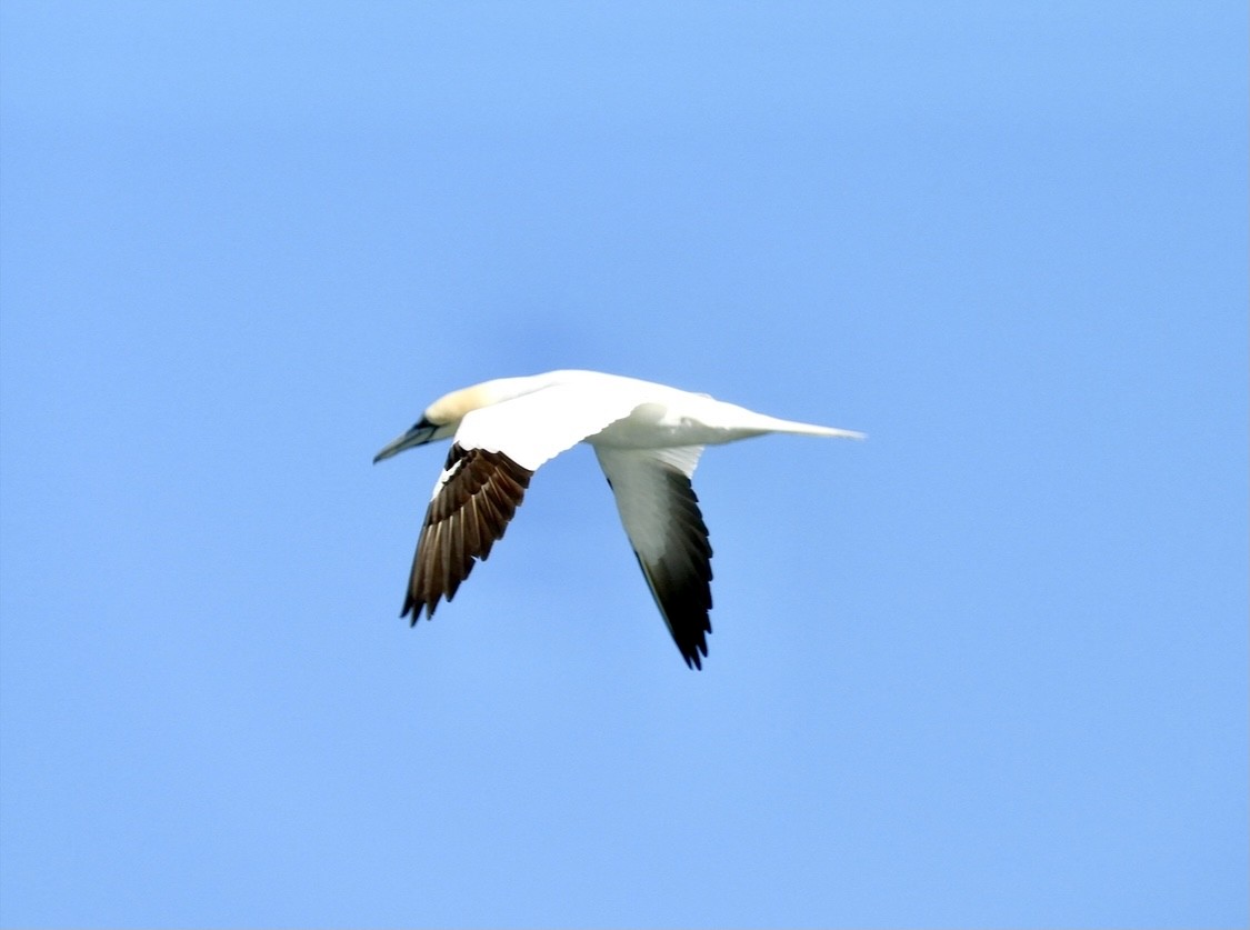 Northern Gannet - Donna Evans