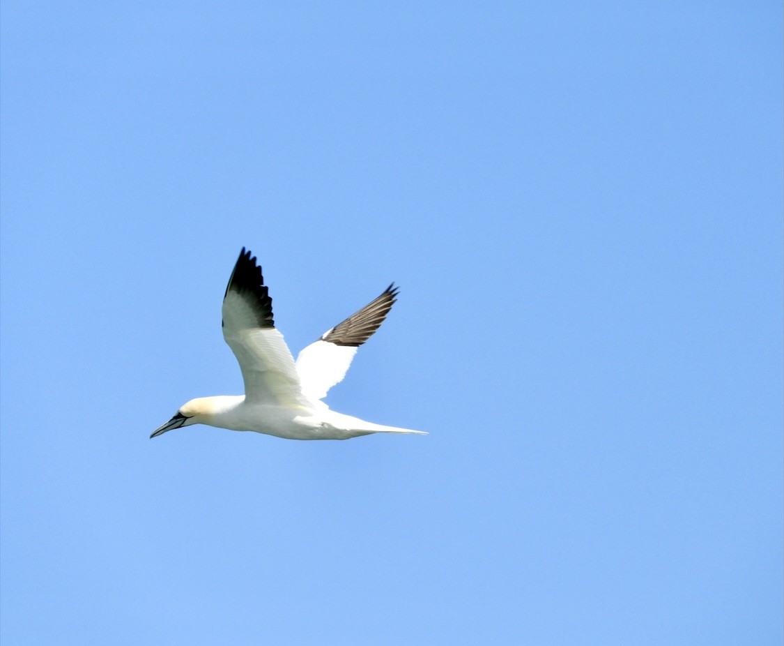 Northern Gannet - Donna Evans