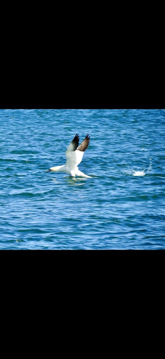 Northern Gannet - Donna Evans