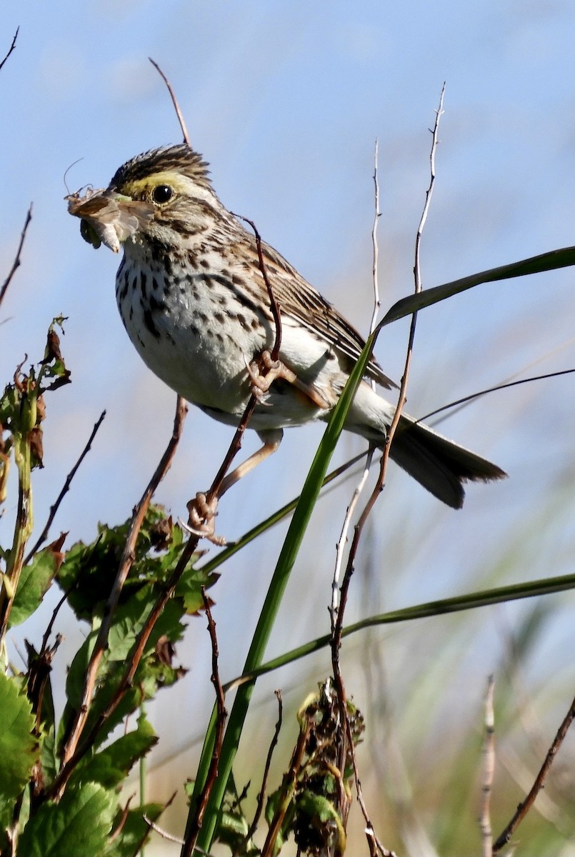 Savannah Sparrow - Donna Evans